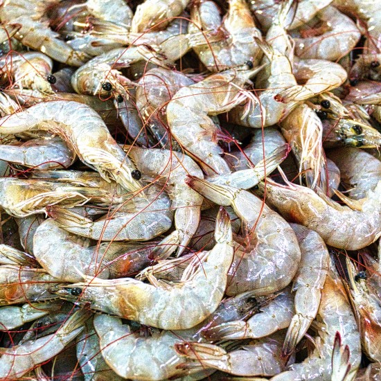 Shrimp